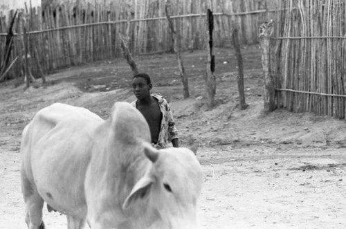 Boy walks with cattle, San Basilio de Palenque, 1975