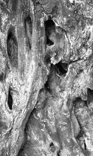 Tree bark, San Basilio de Palenque, 1976