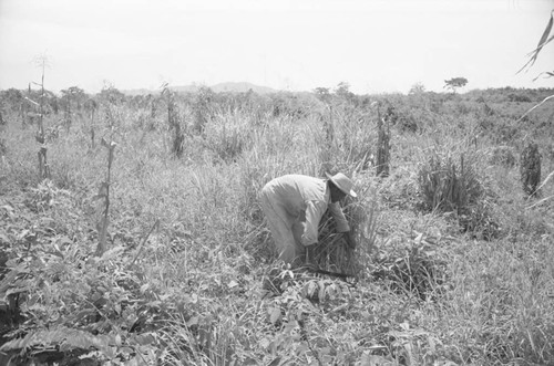 Man working in a field, San Basilio de Palenque, 1976