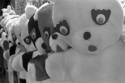 Teddy bear prizes, Minnesota, 1972