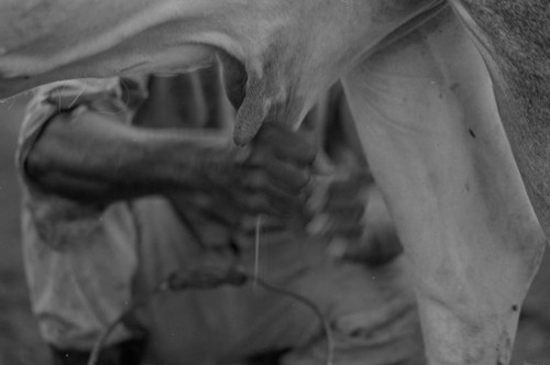 Man's hands milking cattle, San Basilio de Palenque, 1976