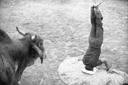 Bullfighter on headstand in front of a bull, San Basilio de Palenque, 1975