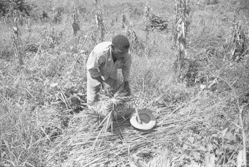 Man working in a field, San Basilio de Palenque, 1976