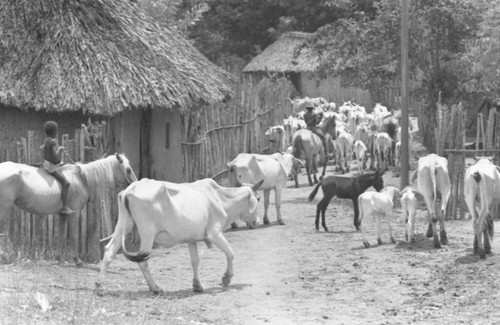 Boys herding cattle through the village, San Basilio de Palenque, Colombia, 1977