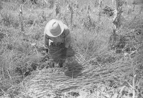 Man working in a field, San Basilio de Palenque, 1976