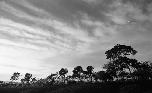 Cattle herd grazing on a hill, San Basilio de Palenque, 1976