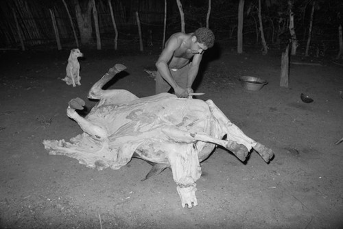 Man butchering a cow, San Basilio de Palenque, 1976