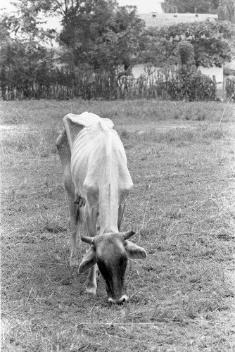 A grazing cow, La Chamba, Colombia, 1975