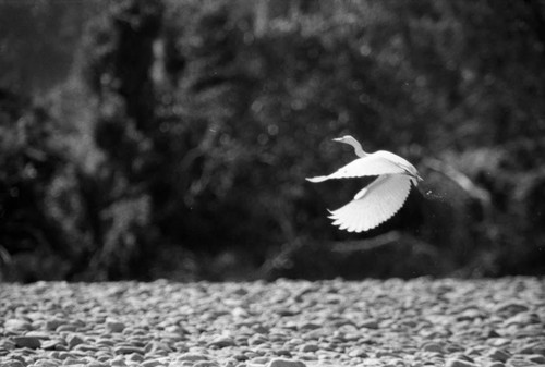 Crane flies over a bed rock, Chiapas, 1983