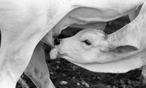 Cow feeding her calf, San Basilio de Palenque, 1976