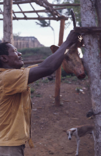 Man butchering a pig, San Basilio de Palenque, 1976