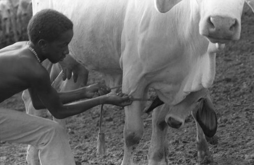 Boy ties rope to a calf, San Basilio de Palenque, 1975