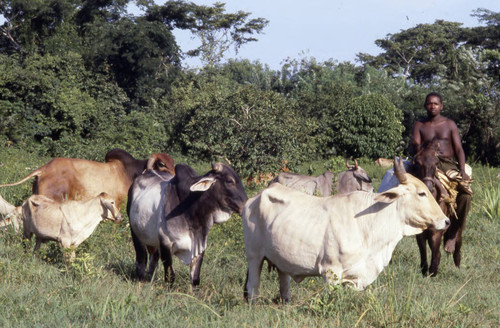 Cattle herd grazing, San Basilio de Palenque, 1976