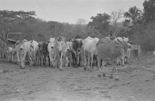 Cattle in the village, San Basilio de Palenque, 1977