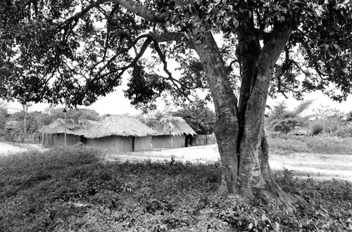 Group of houses standing next to the forest, San Basilio de Palenque, 1976