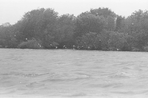 View of a mangrove forest, Isla de Salamanca, Colombia, 1977