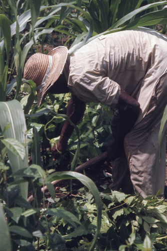 Man working in a field, San Basilio de Palenque, 1976