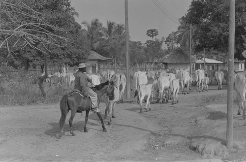 Man herding cattle through the village, San Basilio de Palenque, 1977