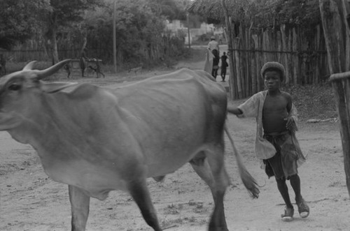 Boy and a cow walking through town, San Basilio de Palenque, 1976