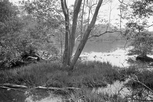 Inside a mangrove forest, Isla de Salamanca, Colombia, 1977