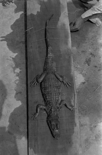 A caiman laying on the ground, Isla de Salamanca, Colombia, 1977