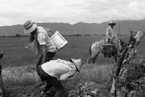 Men out on the field, La Chamba, Colombia, 1975