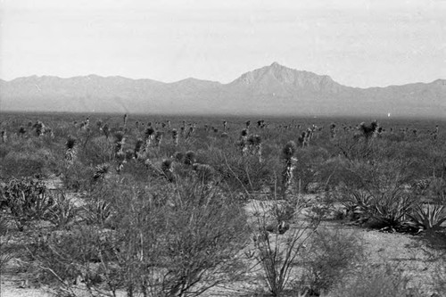 Landscape view of desert and mountain range, Chihuahua, 1983