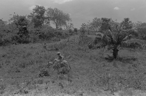 Man on a mule, San Basilio de Palenque, 1976