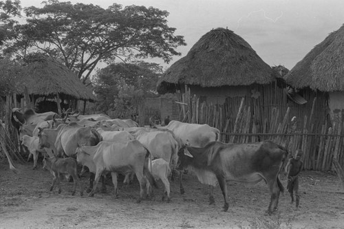 Boy herding cattle through the village, San Basilio de Palenque, 1976