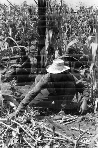 Man working in a cornfield, San Basilio de Palenque, 1975