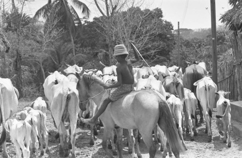 Boys herding cattle through the village, San Basilio de Palenque, Colombia, 1977