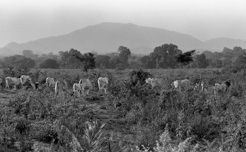 Cattle roaming in a field, San Basilio de Palenque, 1976