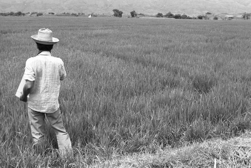 Men out on the field, La Chamba, Colombia, 1975