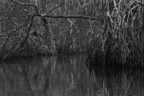 Inside a mangrove forest, Isla de Salamanca, Colombia, 1977