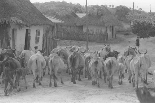 Cattle herd walking through town, San Basilio de Palenque, 1976