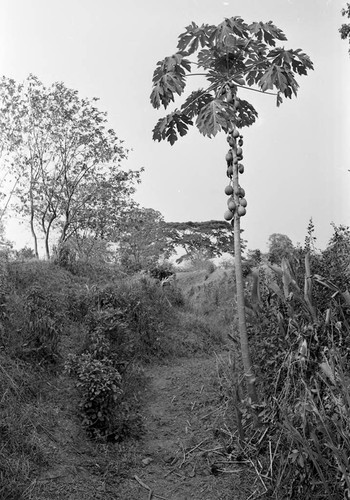 Fruit hanging from a papaya tree, San Basilio de Palenque, 1977