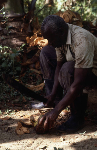 Man using a machete to cut a coconut, San Basilio de Palenque, 1976