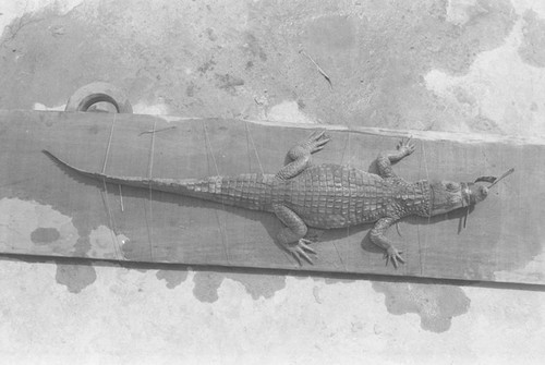 A caiman laying on the ground, Isla de Salamanca, Colombia, 1977