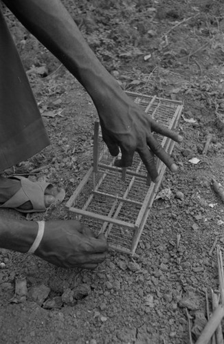 Young man preparing an animal trap, San Basilio de Palenque, 1977