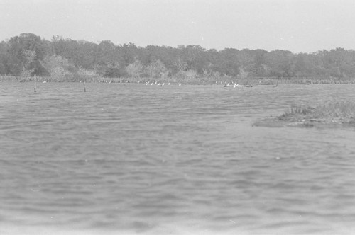 View of a mangrove forest, Isla de Salamanca, Colombia, 1977