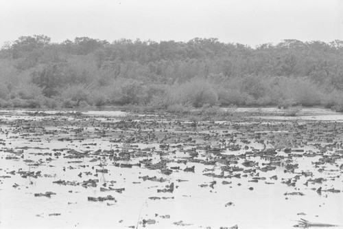 View of a mangrove forest, Isla de Salamanca, Colombia, 1977