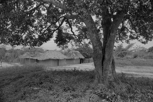 Group of houses behind a tree, San Basilio de Palenque, 1976