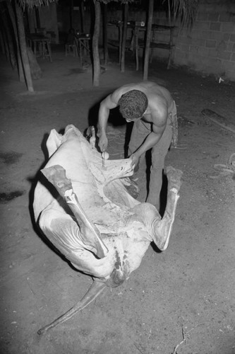 Man butchering a cow, San Basilio de Palenque, 1976