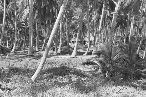 A view into a palm forest, Tayrona, Colombia, 1976