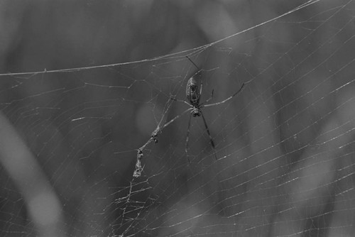 A spider on its web, Isla de Salamanca, Colombia, 1977