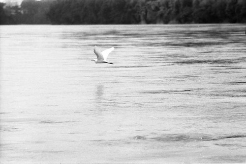 Crane flies over a river near the refugee camps, Chiapas, 1983