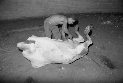 Man butchering a cow, San Basilio de Palenque, 1976