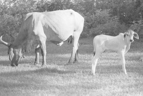 Cattle on a field, La Chamba, Colombia, 1975