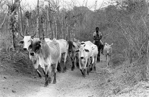 A man rides on a donkey behind a group of cows, San Basilio de Palenque, 1977