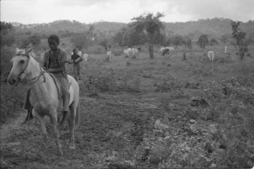 Boy on horse next to a cattle herd, San Basilio de Palenque, 1975